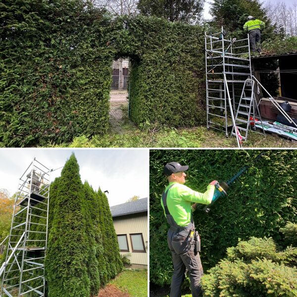 DZĪVŽOGA UN CITU AUGU GRIEŠANA